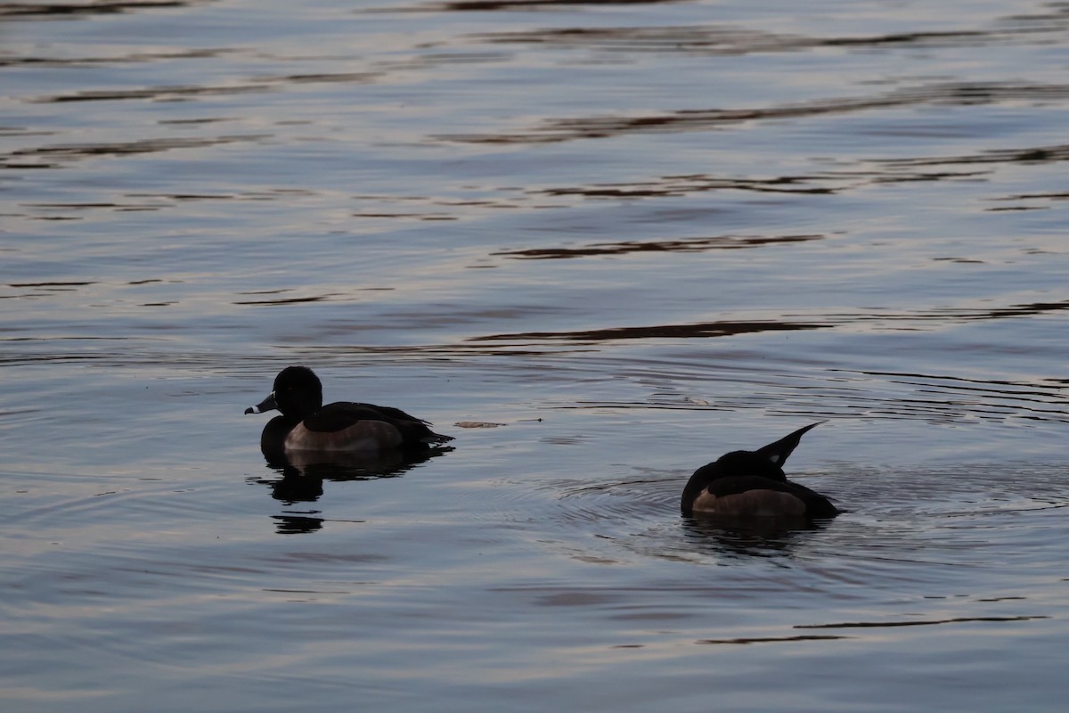 Ring-necked Duck - ML624501918