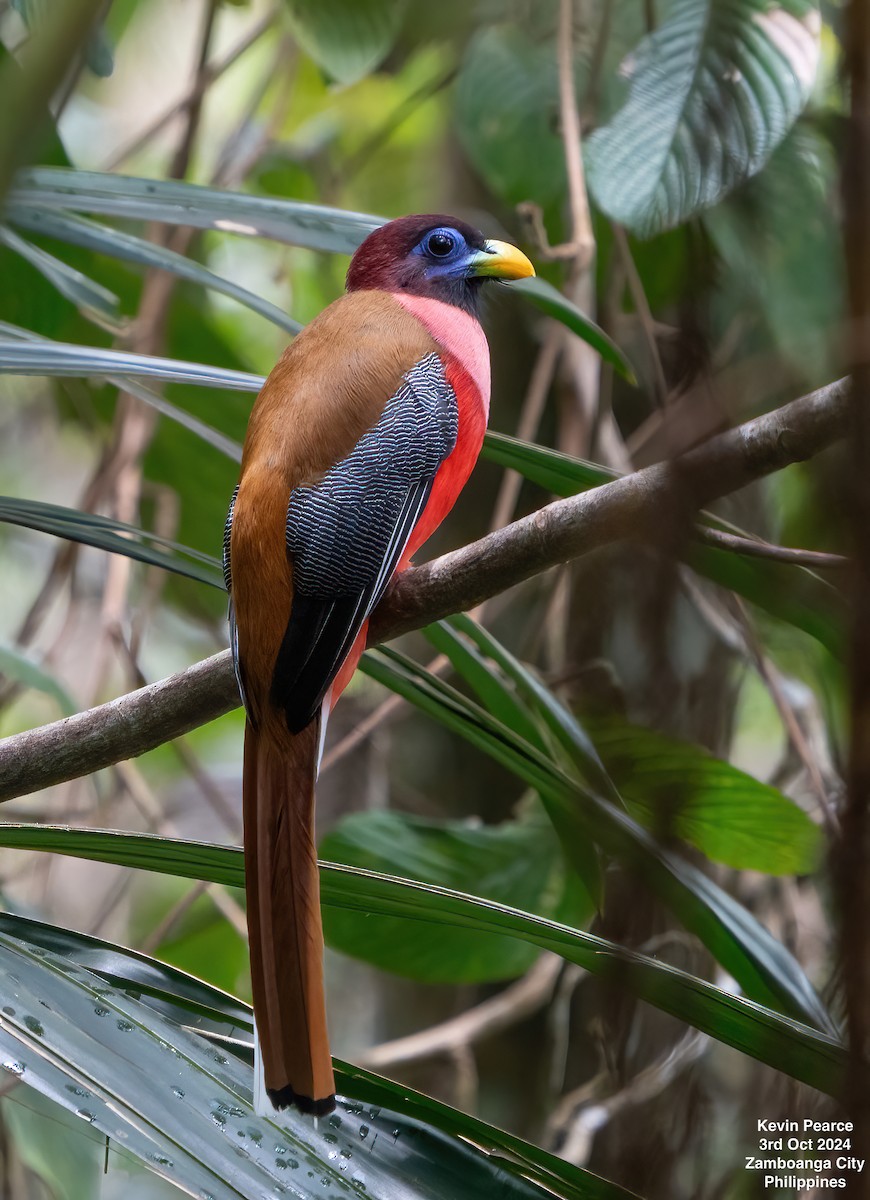 Philippine Trogon - ML624501919