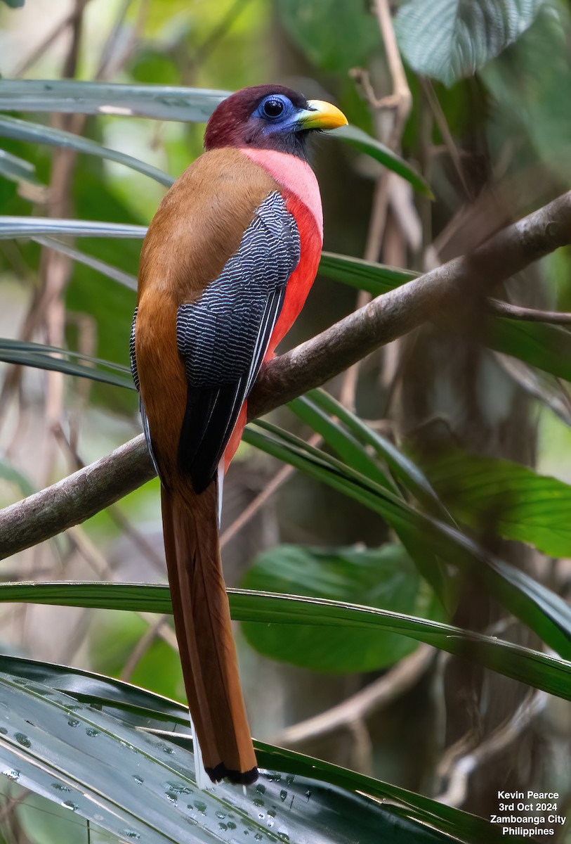 Philippine Trogon - ML624501920