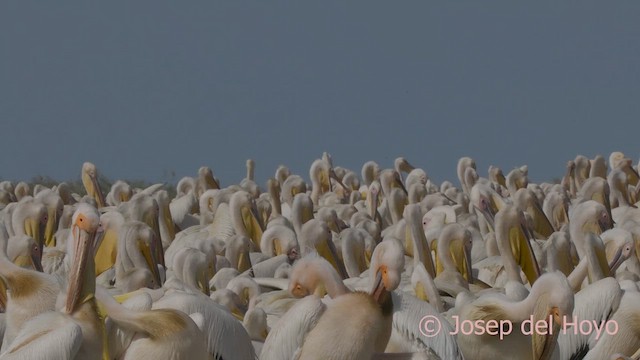 Great White Pelican - ML624501938