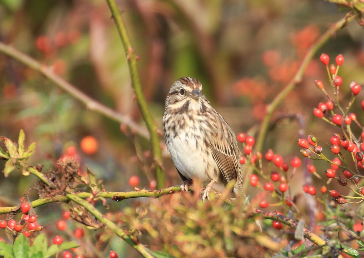 Song Sparrow - ML624502100