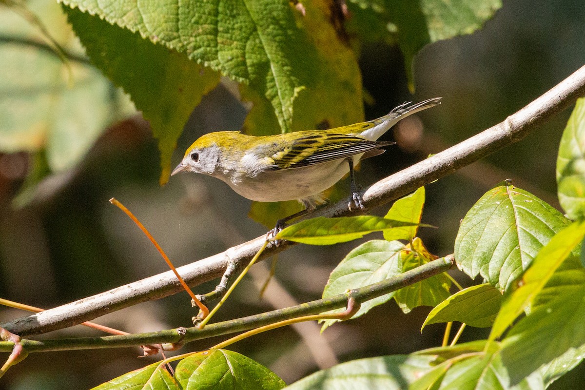 Chestnut-sided Warbler - ML624502163