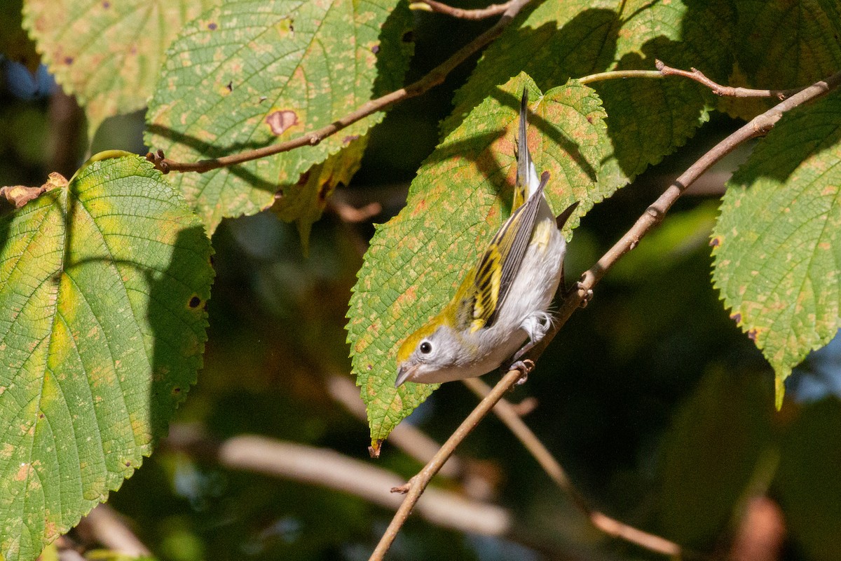 Chestnut-sided Warbler - ML624502164