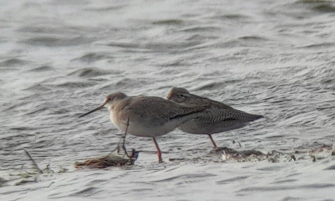 Spotted Redshank - ML624502190