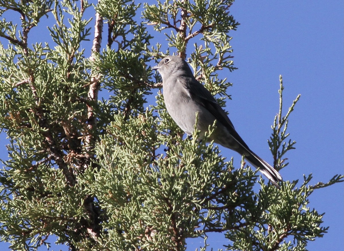 Townsend's Solitaire - ML624502253