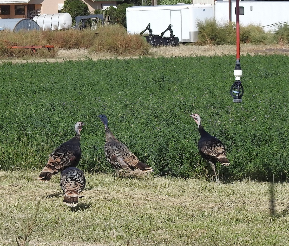 Guajolote Gallipavo - ML624502254