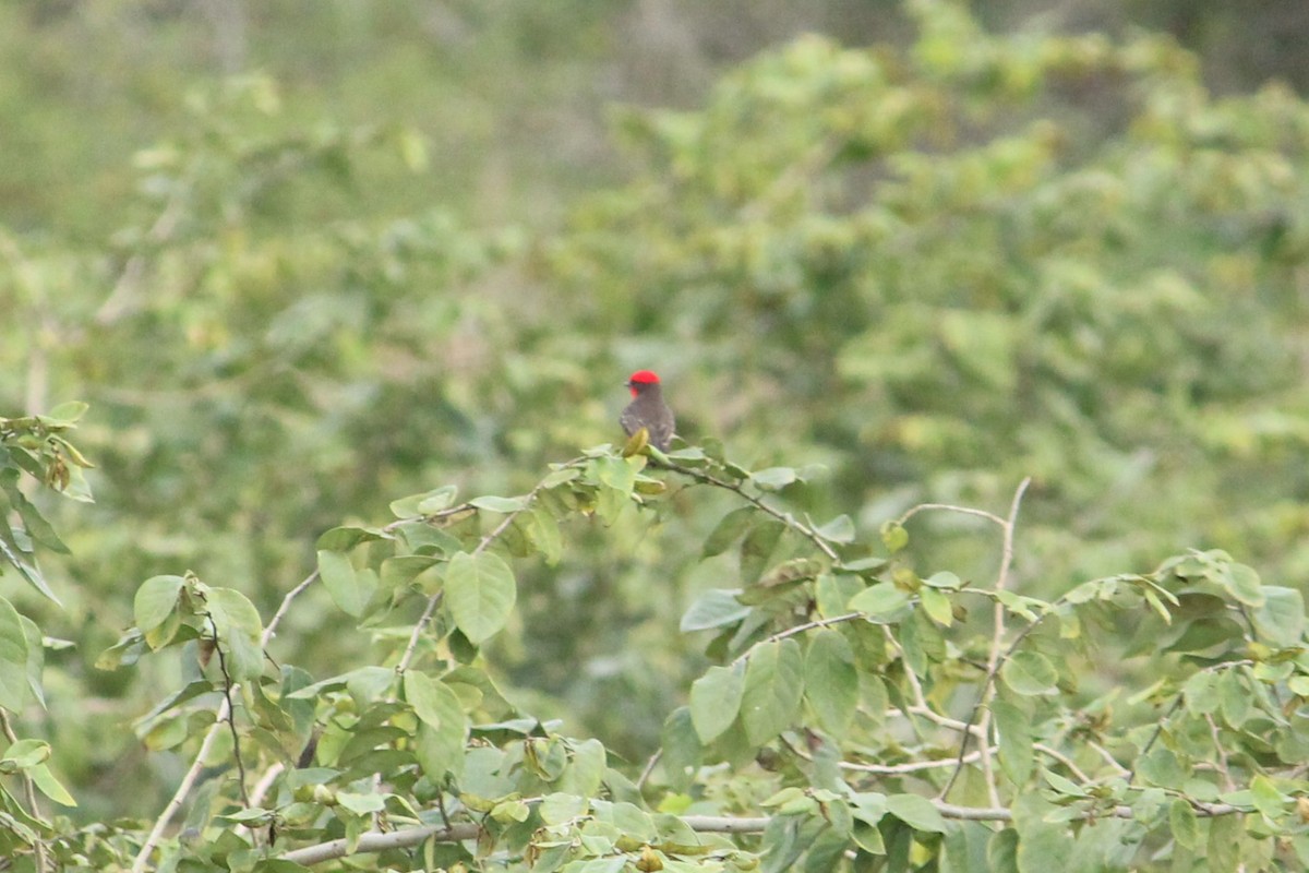 Vermilion Flycatcher (Austral) - ML624502287