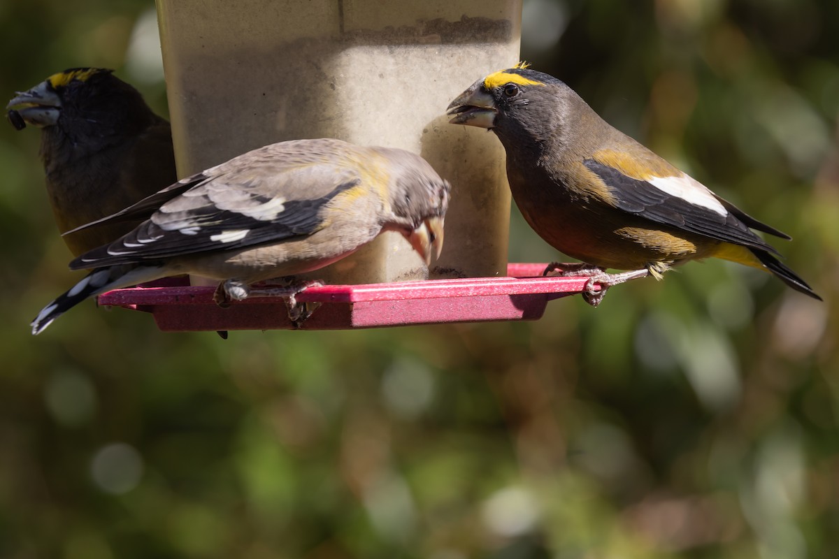 Evening Grosbeak - ML624502350