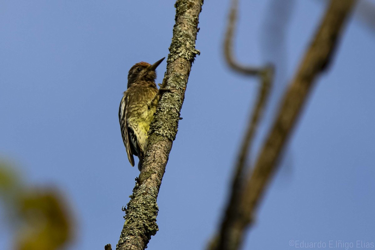 Yellow-bellied Sapsucker - ML624502484