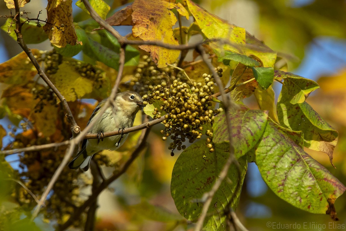 Yellow-rumped Warbler - ML624502561