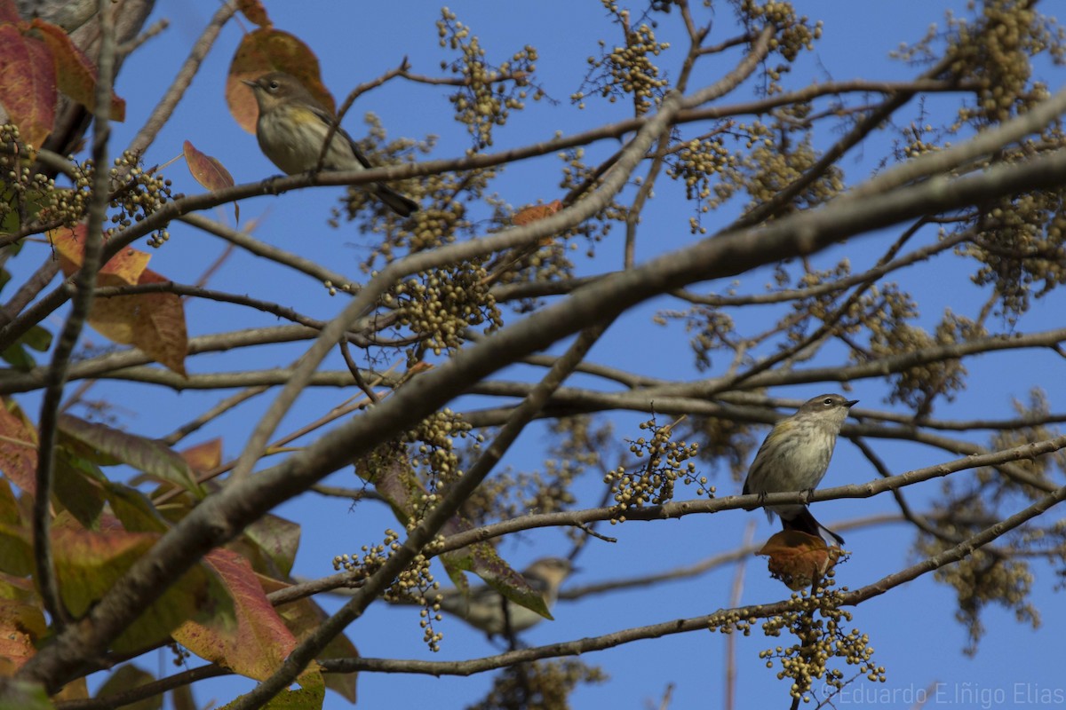 Yellow-rumped Warbler - ML624502562