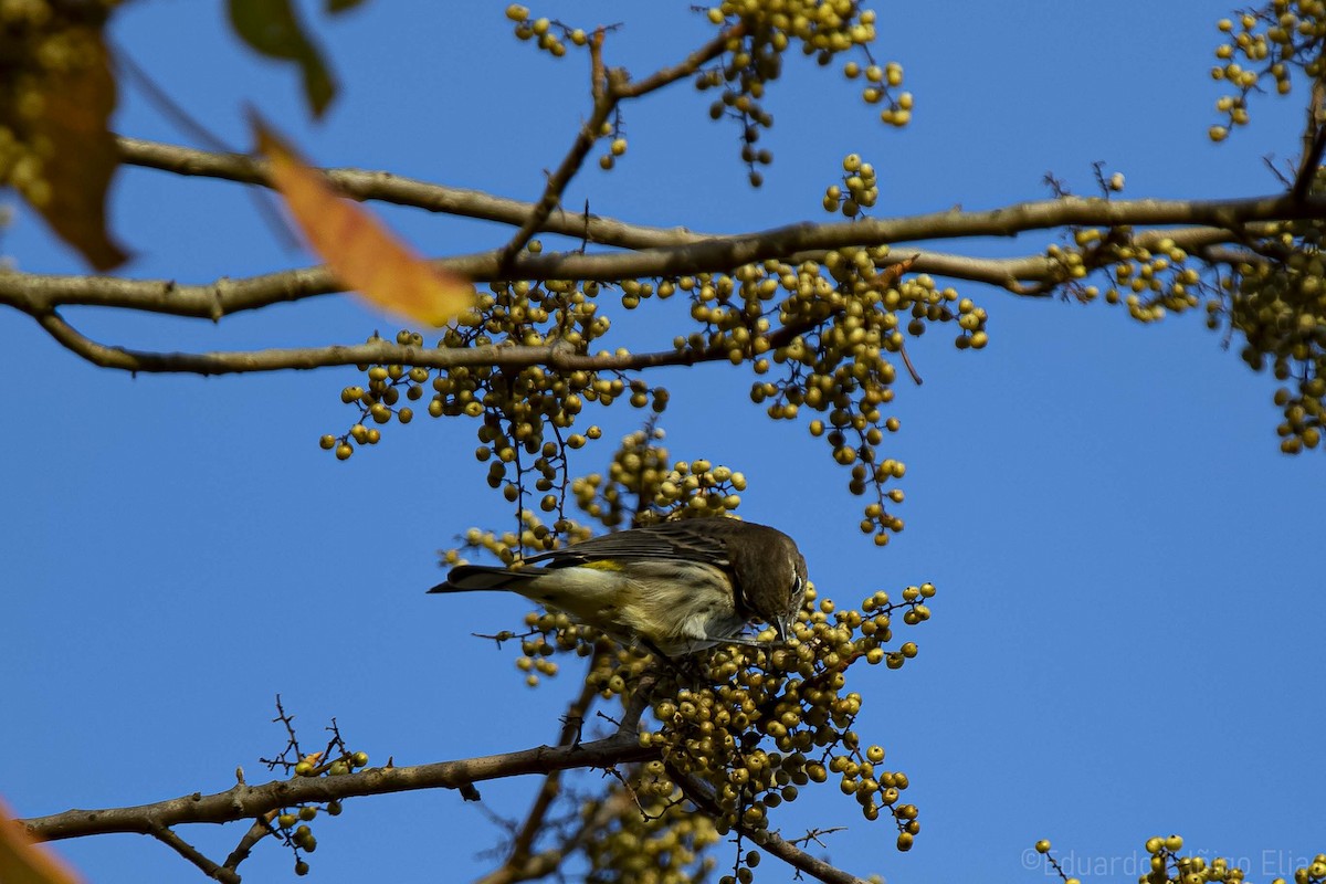 Yellow-rumped Warbler - ML624502563