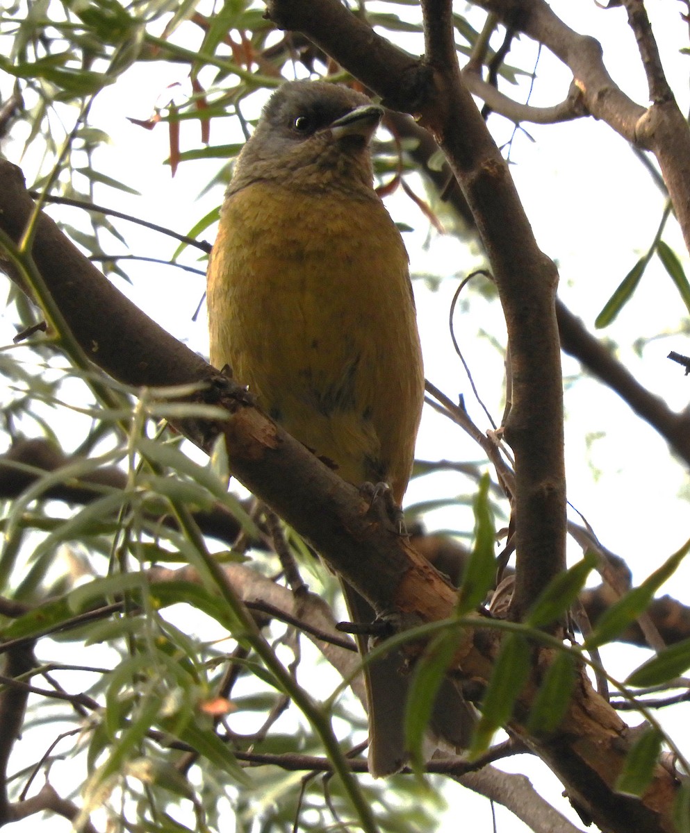 Rusty Flowerpiercer - ML624502577