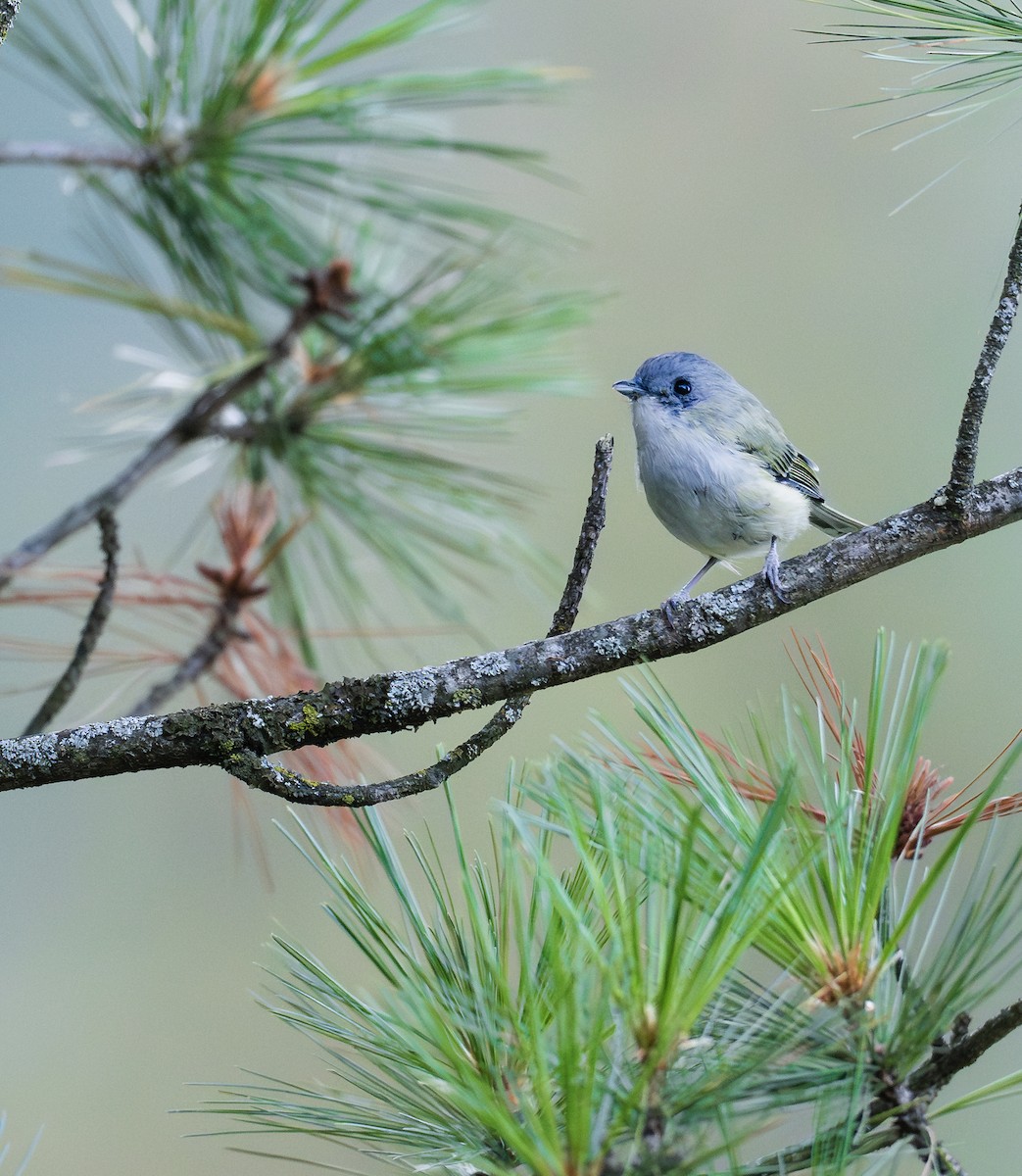 Green Shrike-Babbler - ML624502654