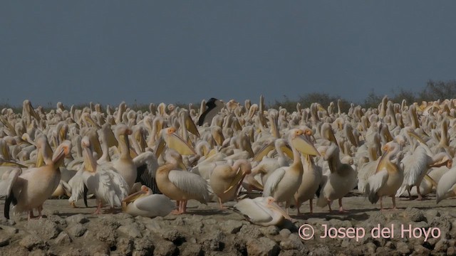 Great White Pelican - ML624502664