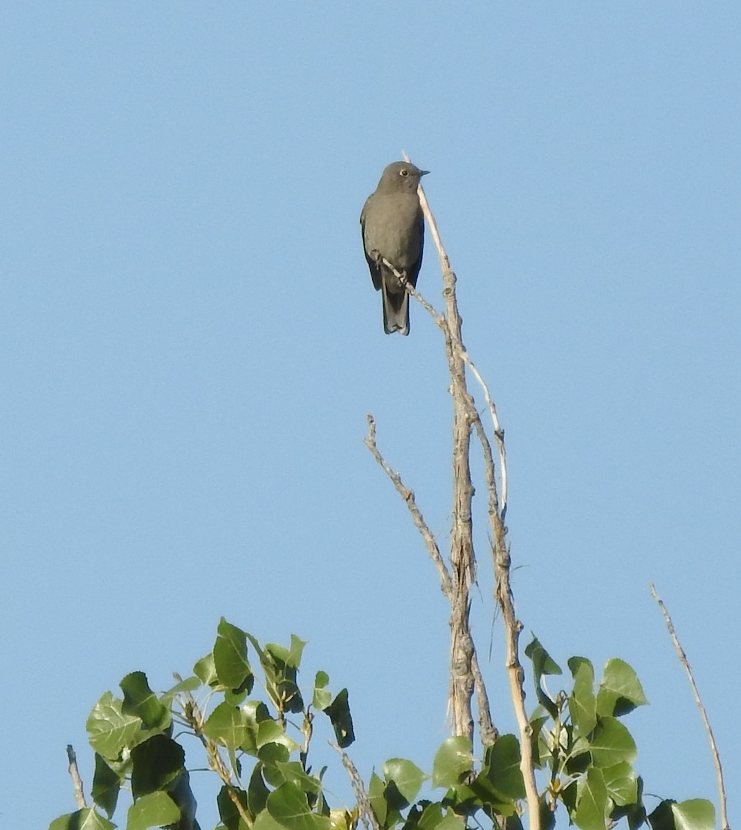 Townsend's Solitaire - Carol Morgan