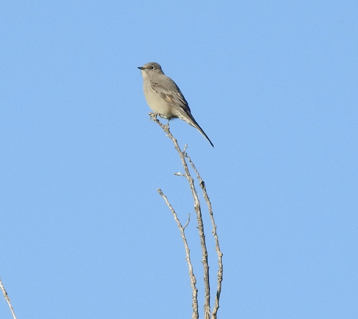 Townsend's Solitaire - ML624502680