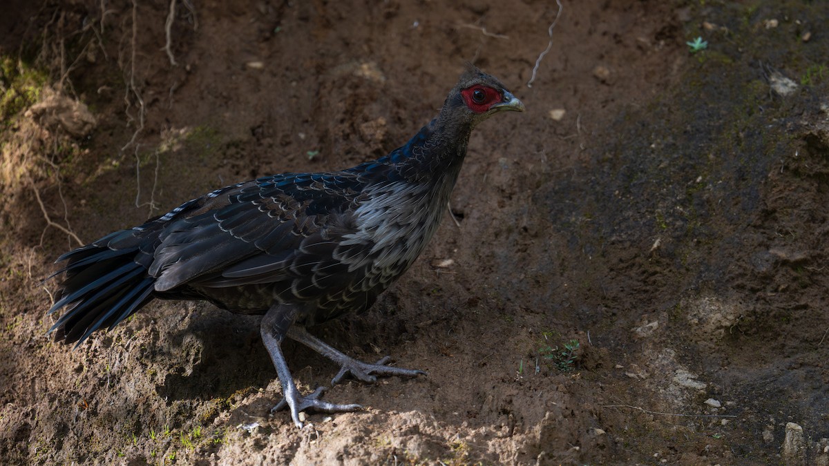 Kalij Pheasant - ML624502806