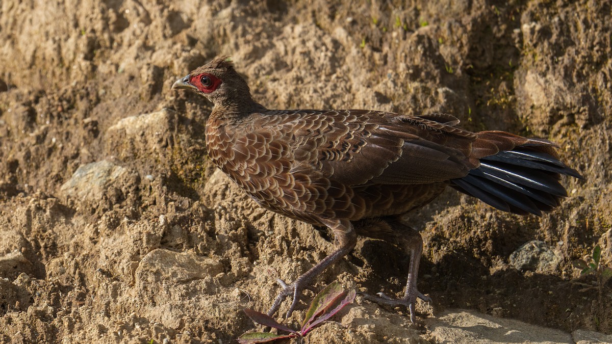 Kalij Pheasant - ML624502807