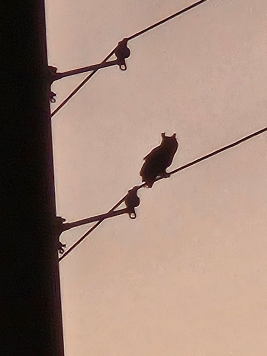 Great Horned Owl - ML624502881
