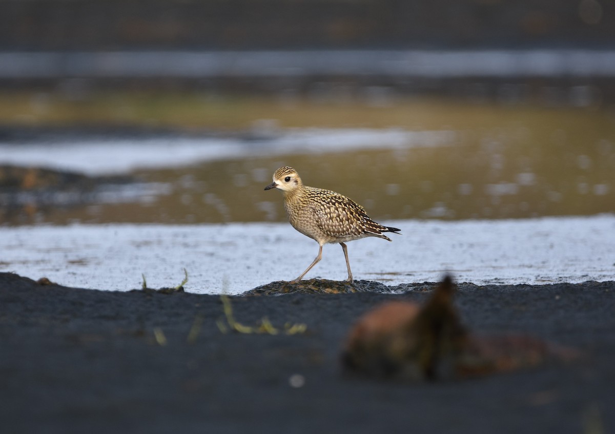 Pacific Golden-Plover - ML624502898