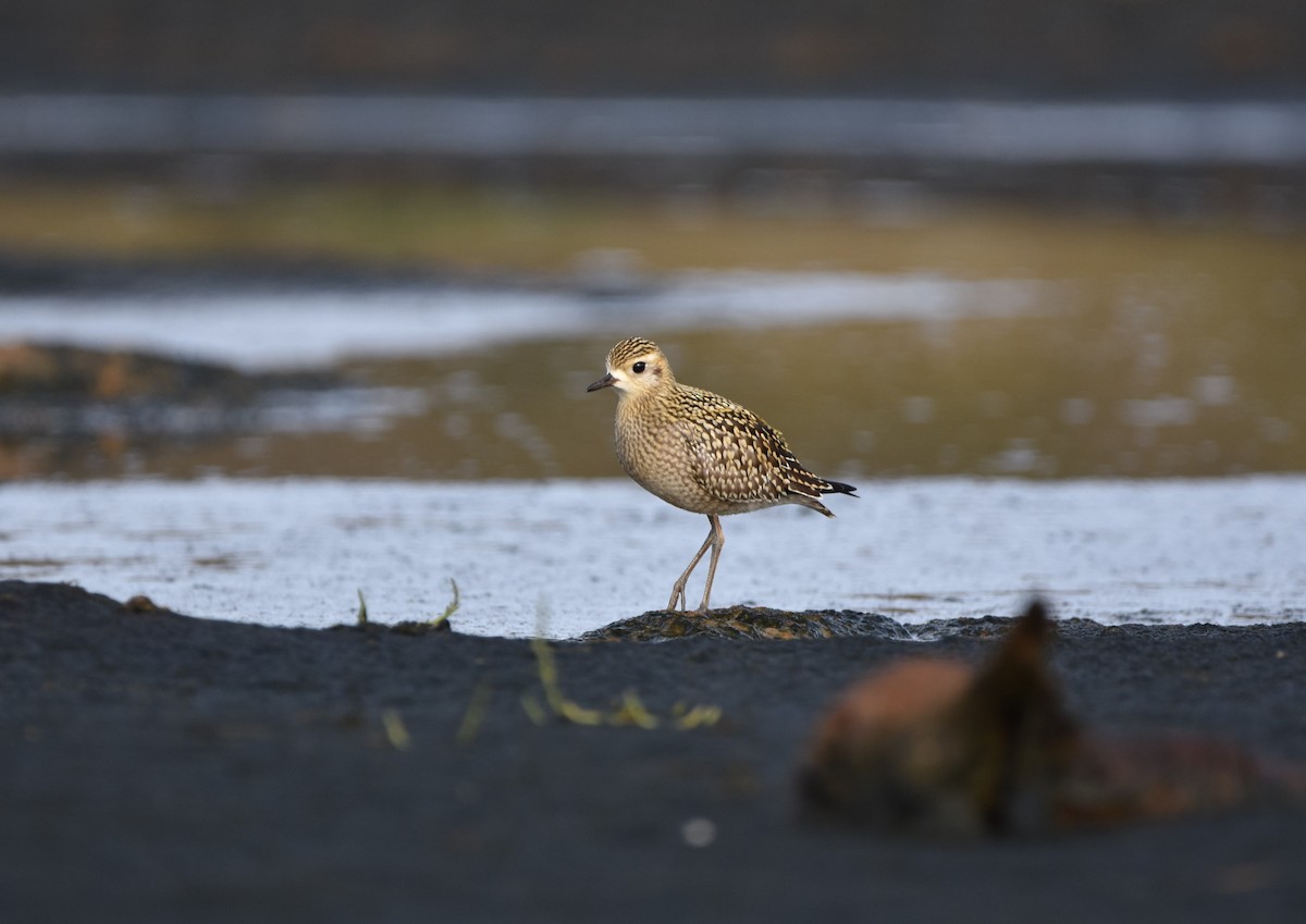 Pacific Golden-Plover - ML624502899