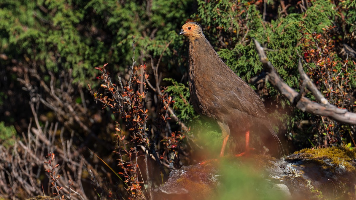 Blood Pheasant - ML624502906