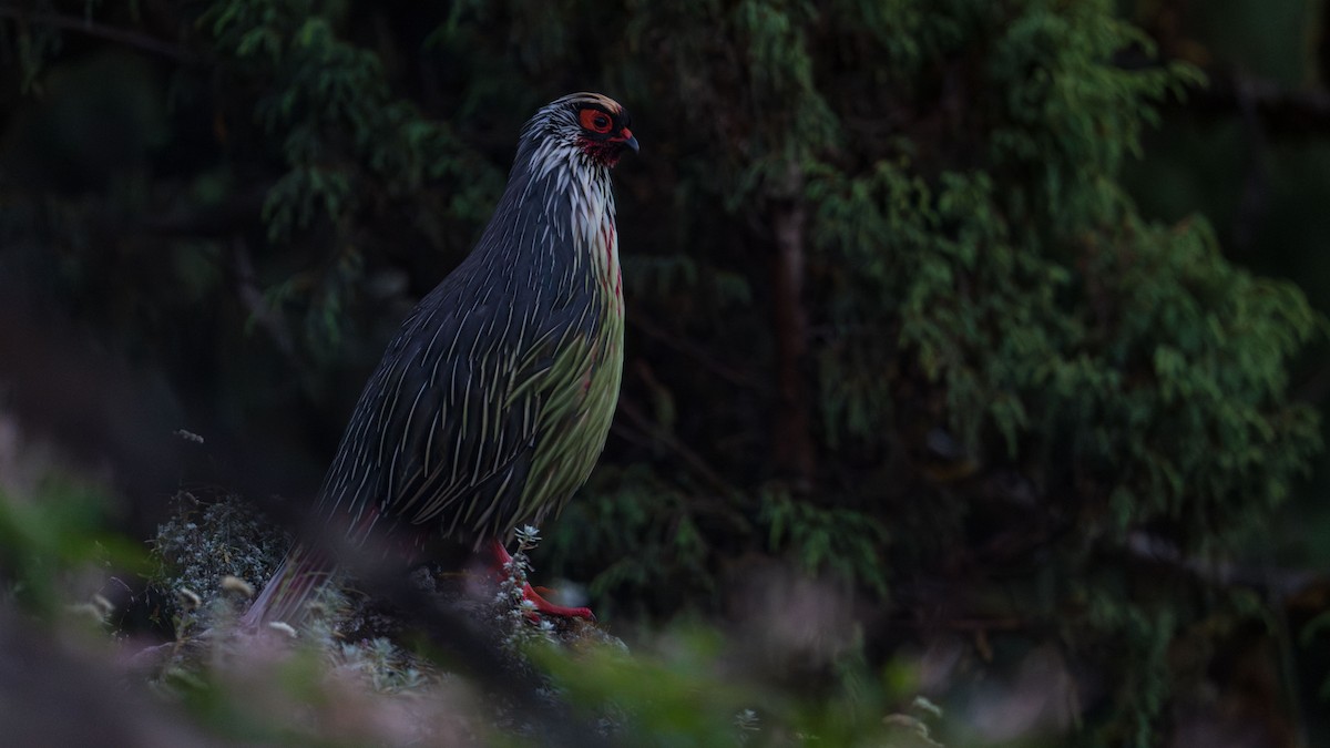 Blood Pheasant - ML624502907