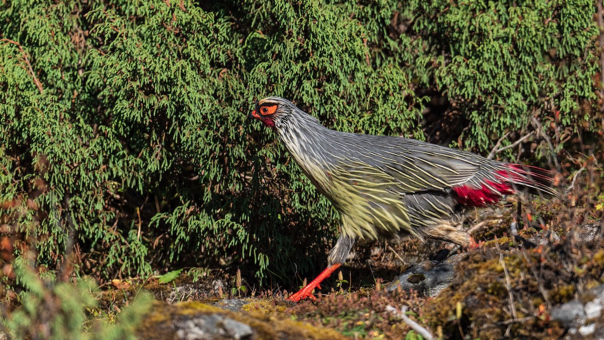 Blood Pheasant - ML624502909