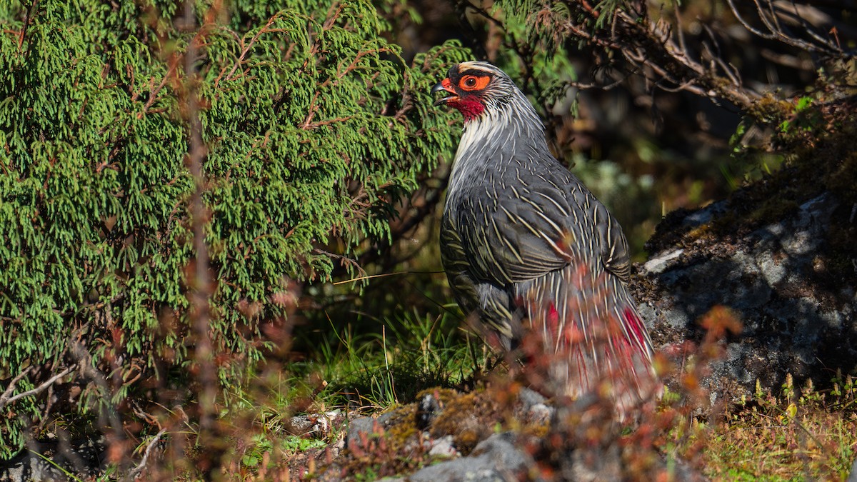 Blood Pheasant - ML624502910