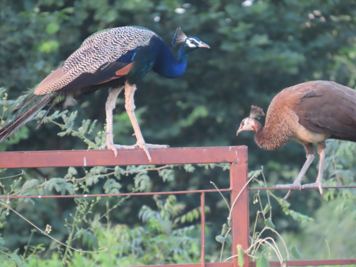 Indian Peafowl - ML624502960