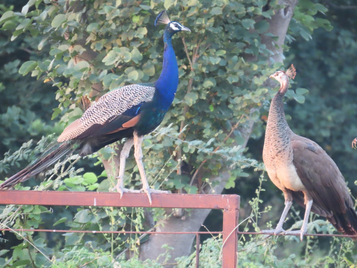 Indian Peafowl - ML624502961