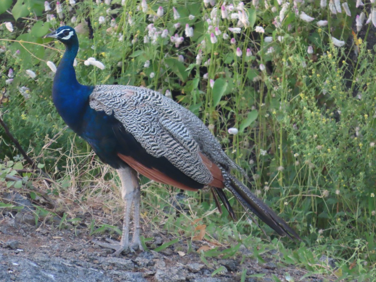 Indian Peafowl - ML624502964