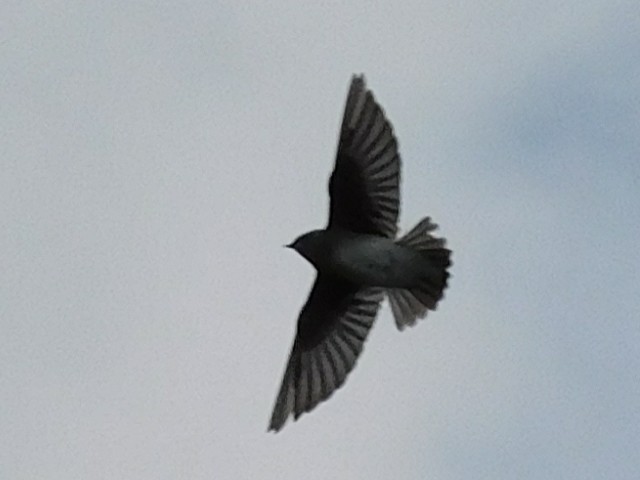 Tree Swallow - ML624503073