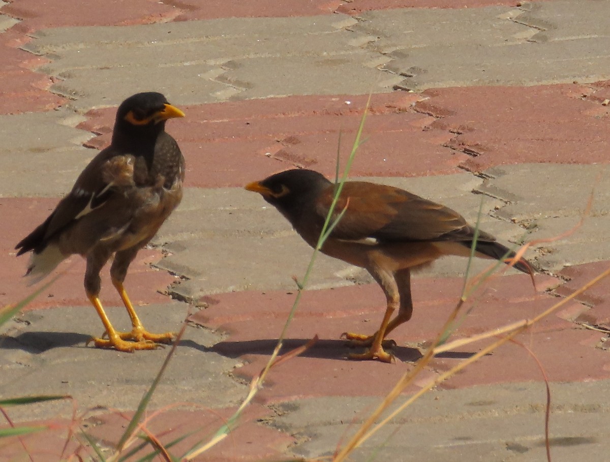 Common Myna - ML624503101