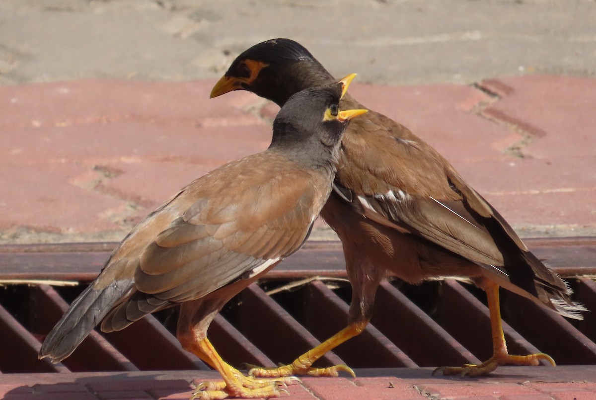 Common Myna - ML624503102