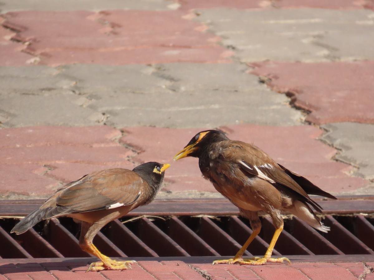 Common Myna - ML624503103