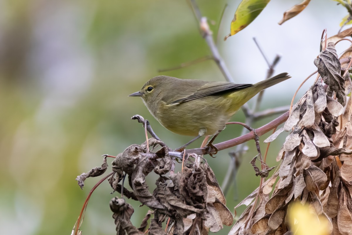 Orange-crowned Warbler - ML624503236