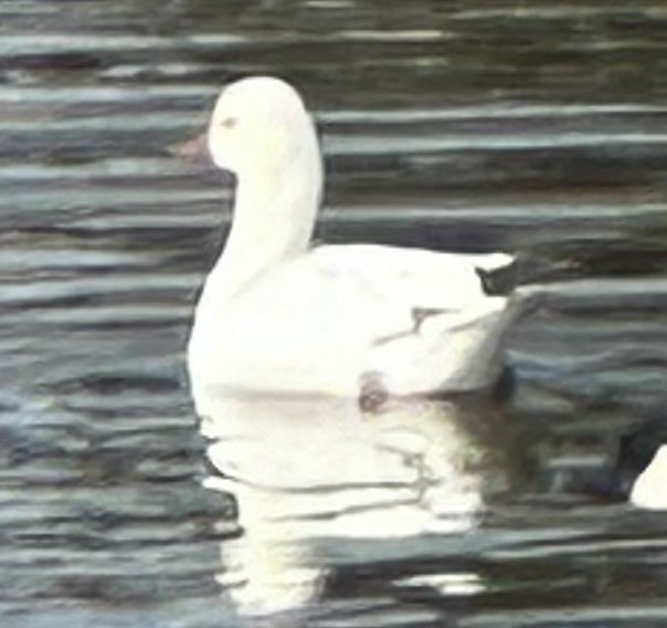 husa bělostná - ML624503250