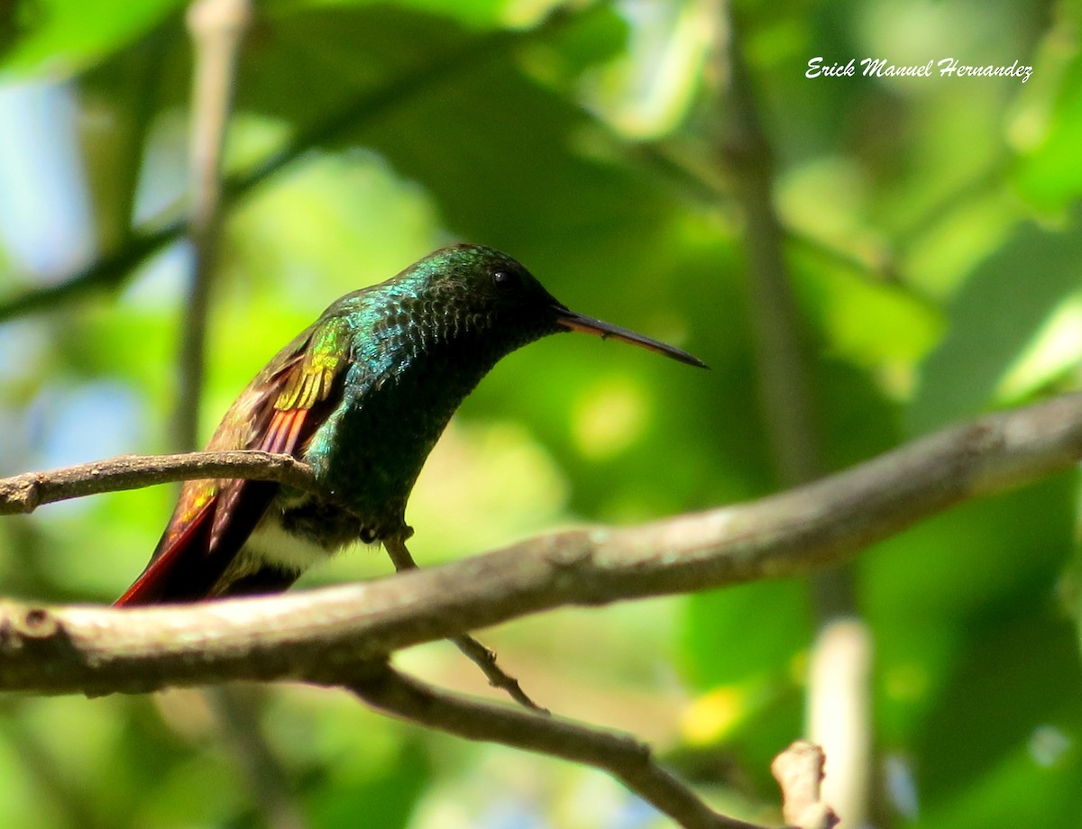 beryllkolibri - ML62450331