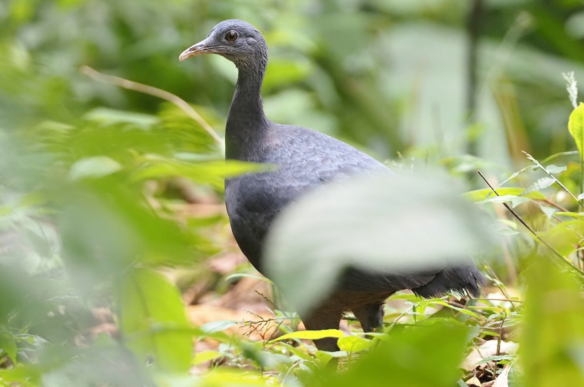 Black Tinamou - ML624503362