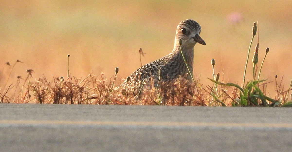 Black-bellied Plover - ML624503575
