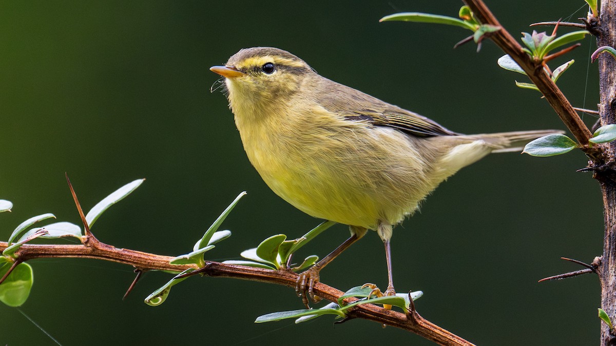 キバラムシクイ（affinis/perflavus） - ML624503730