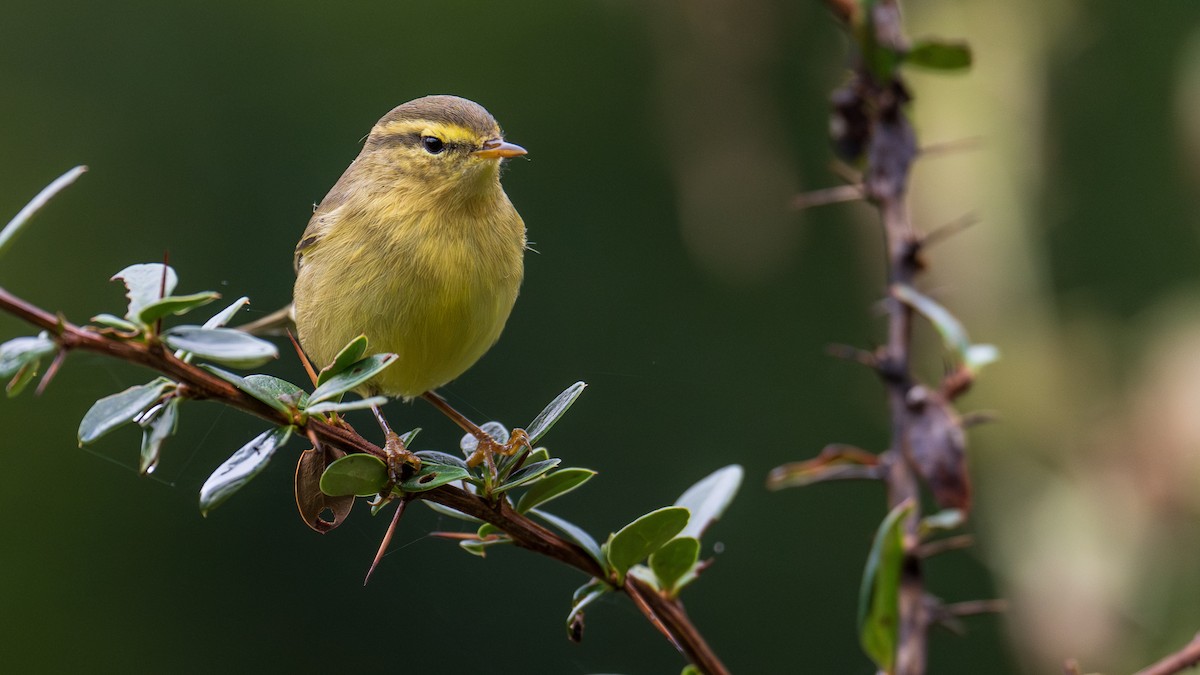 キバラムシクイ（affinis/perflavus） - ML624503737