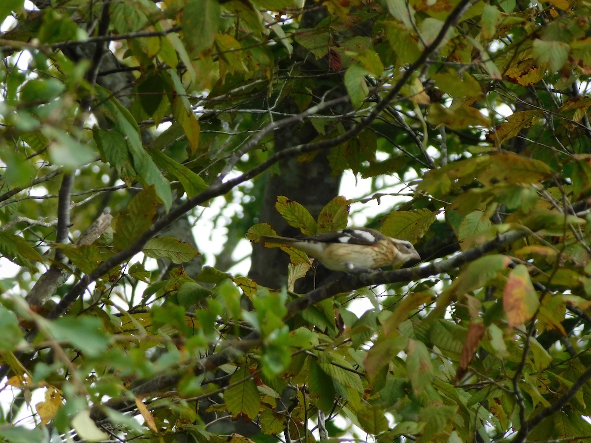 Rose-breasted Grosbeak - ML624503927