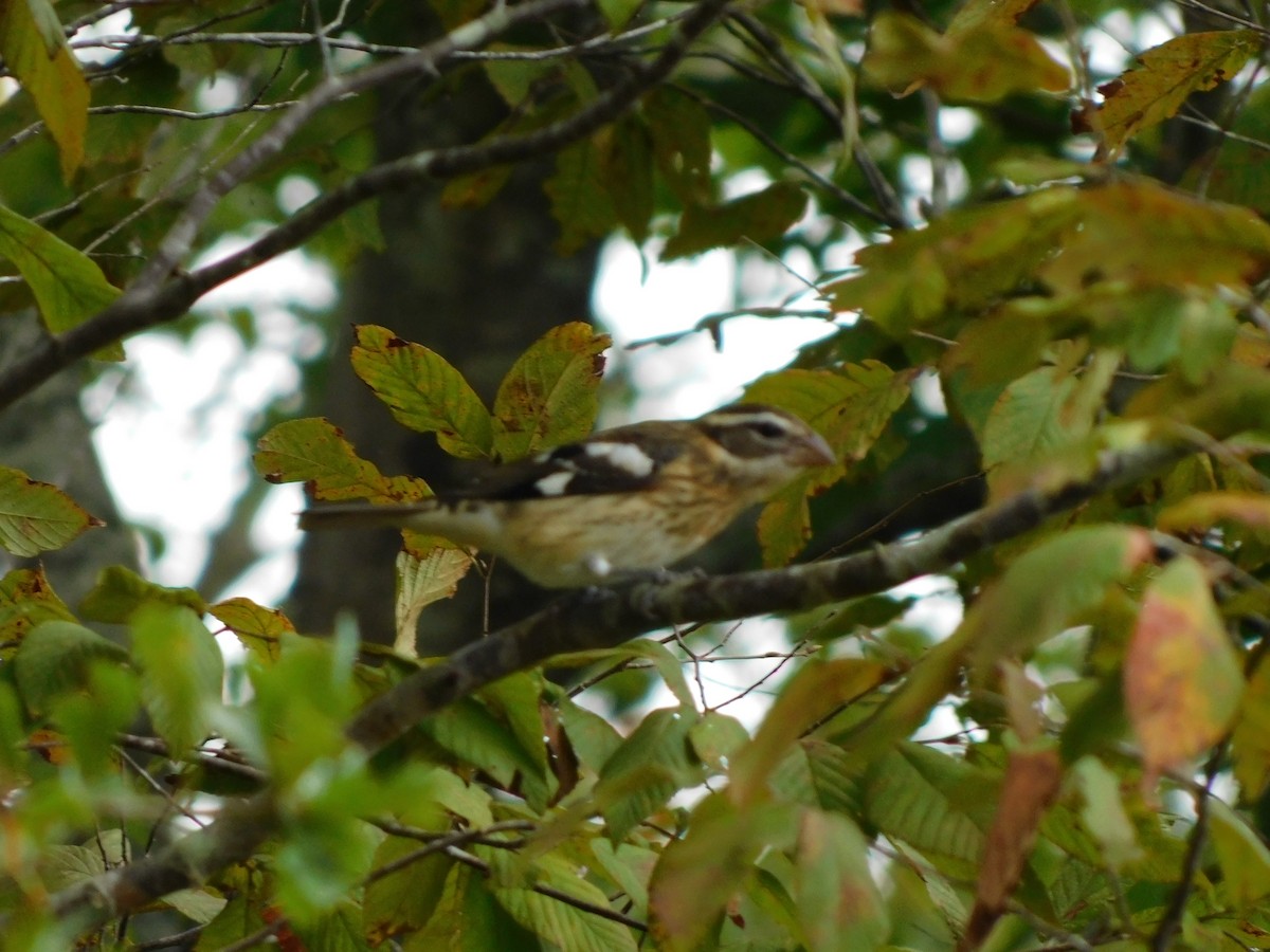 Rose-breasted Grosbeak - ML624503928