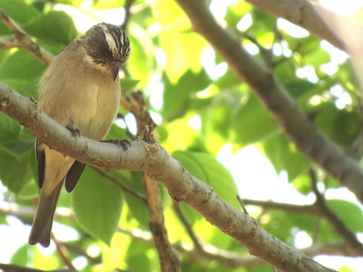 Streaky-headed Seedeater - ML624504014