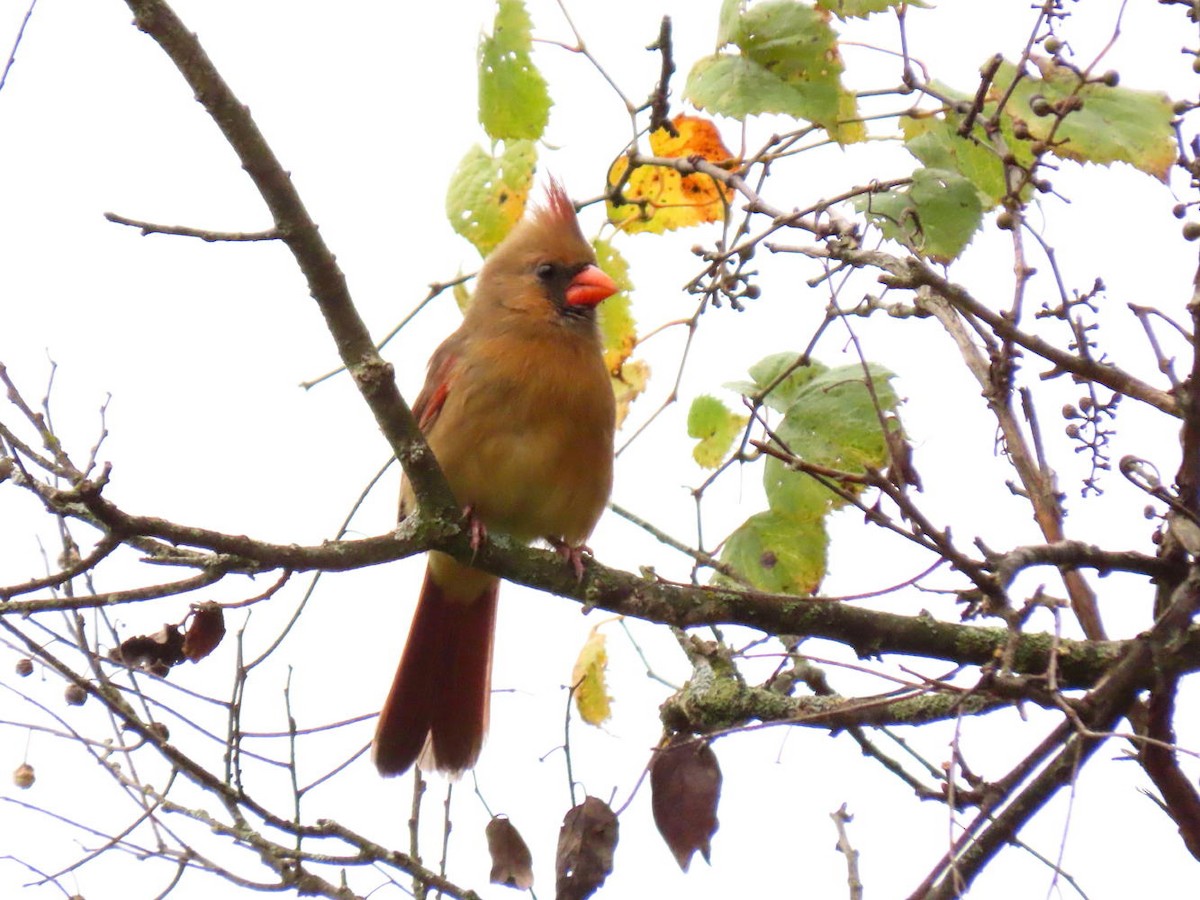 Northern Cardinal - David Cooney Jr