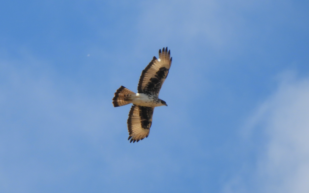 African Hawk-Eagle - Adrián Colino Barea