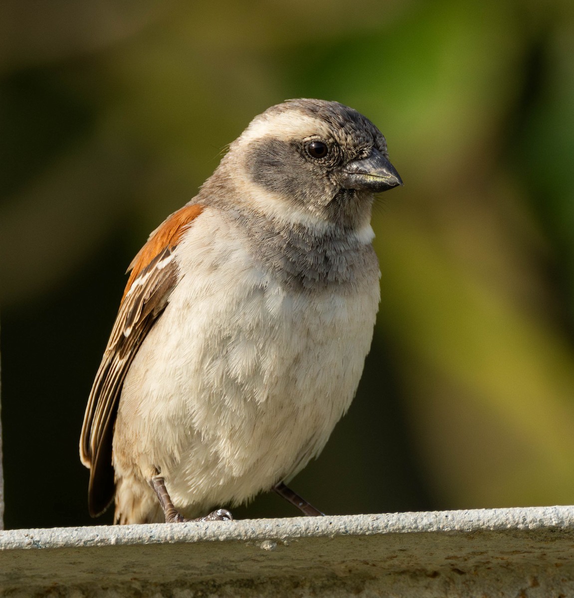 Cape Sparrow - ML624504147